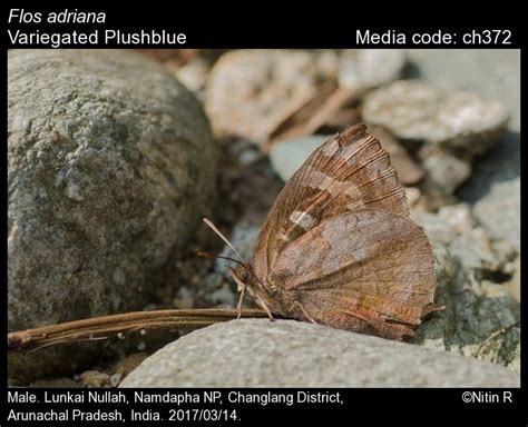 Flos adriana (de Nicéville, [1884]) - Variegated Plushblue | Butterfly