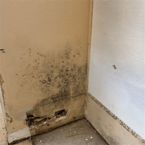 Does Ammonia Kill Mold? - JW Home Care