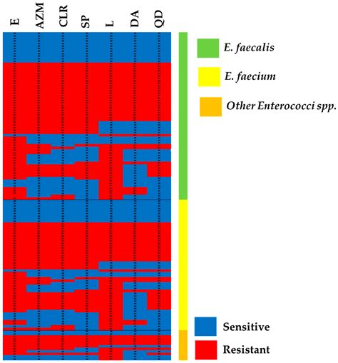 Clinical Resistant Strains of Enterococci and Their Correlation to ...