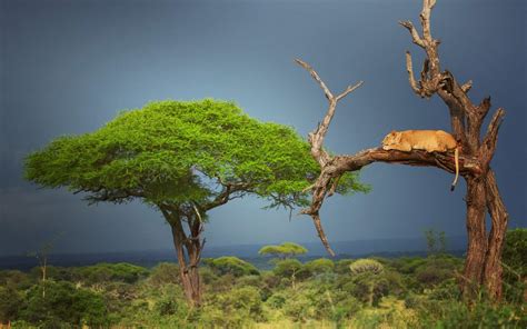 African Local People 的图像结果