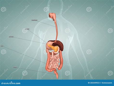 What Are Accessory Organs In Digestion at Jonathan Dittmer blog