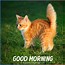 Image result for Good Morning Cute Pets