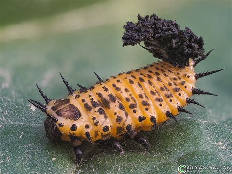 Tortoise Beetle Larva
