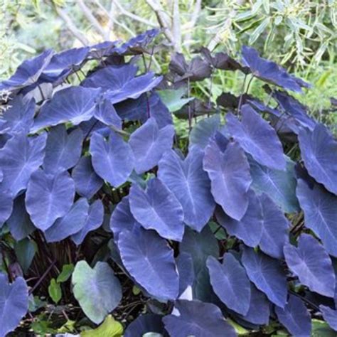 Indoor Plants – Bloomica