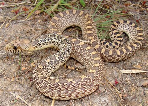 Image result for Gopherhawk Snake Probe