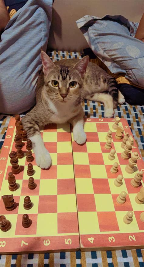 Magnus catsen : r/cats