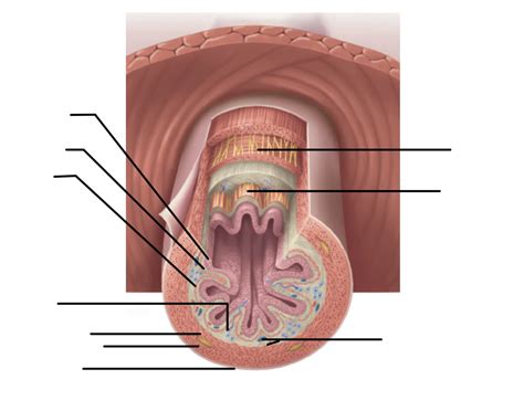 Layers of GI tract in cross section Quiz