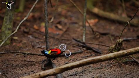 Birdwatching in Raja Ampat - Papua Diving