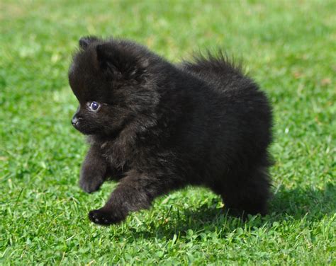 Ide Terpopuler Cute Black Pomeranian Puppies, Yang Populer!