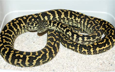 Image result for Pied Zebra Python