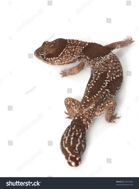 Jungle African Fattailed Gecko Hemitheconyx Caudicinctus Stock Photo ...