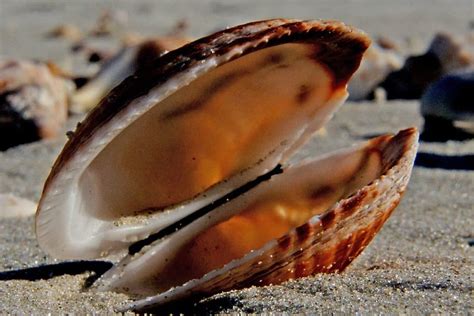 Image result for Clamshell Phone