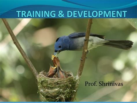 Training and Development 的图像结果