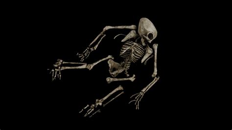 Image result for Alien Skeleton Prop