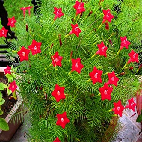 Buy ScoutSeed 10 PCS Tenuifolia Peony Double Flowering Fernleaf Rubra ...