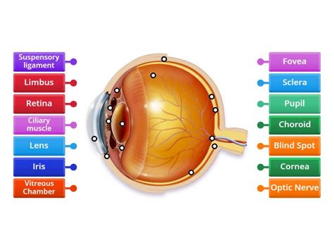 Image result for Visual Inspection Eye Structure Labeled