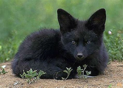 超稀有「黑臉狐狸」表情有夠高傲 猛一看「還以為是狼」仙氣逼人！