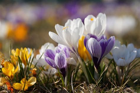 Rezultat imagine pentru Crocus Planting Guide