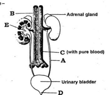 Observe the following figure- Identify A to E structure A B C D E a ...
