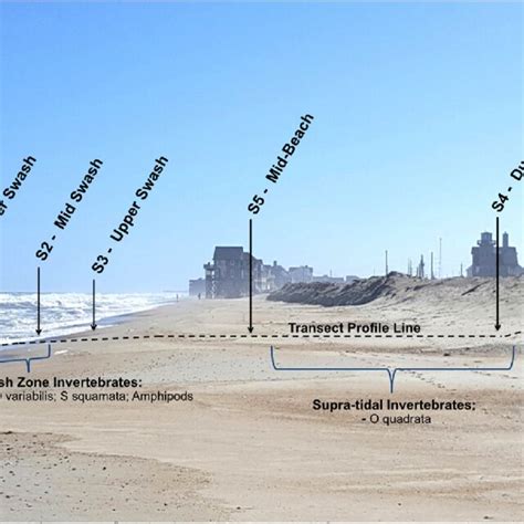 Image result for Transect Method Continuous Sampling