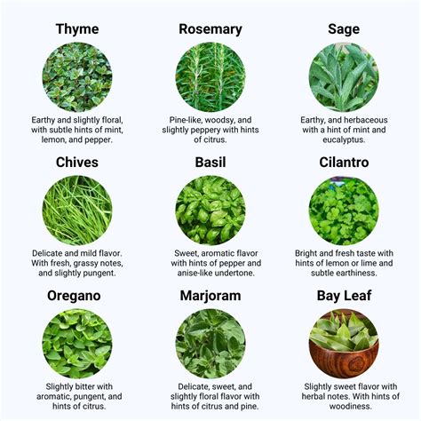 The Power Of Cooking With Fresh Herbs: 9 Culinary Herbs Endless ...