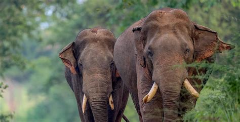 Fighting the Extinction of Sri Lanka’s Elephants - Adadaa.news