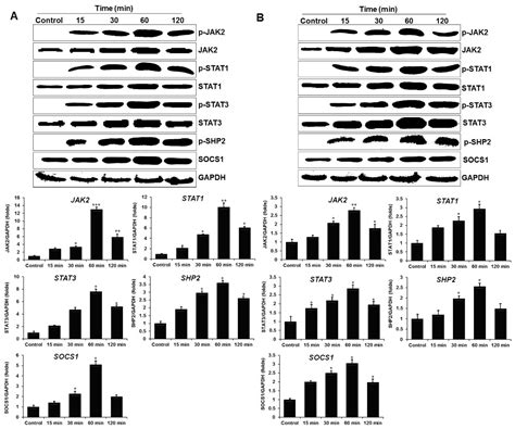 Interleukin-34 Regulates Th1 and Th17 Cytokine Production by Activating ...