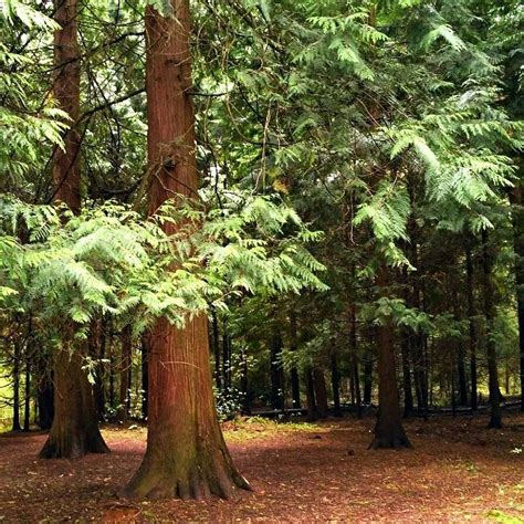 BAZA OTDYKHA DVE SEMERKI (Lesnoy) - Cottage Reviews & Photos - Tripadvisor