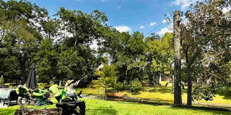 How to Fell a Tree Direction 的图像结果