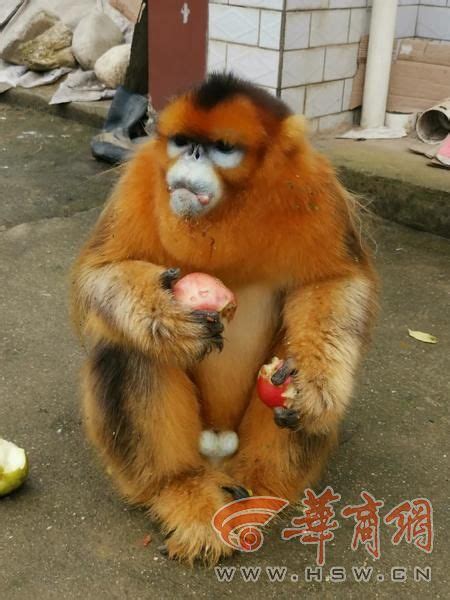 落单的金丝猴跑进村里坐在村民家门口吃水果 周至警方及时联系救助|金丝猴|水果-滚动新闻_华商网新闻