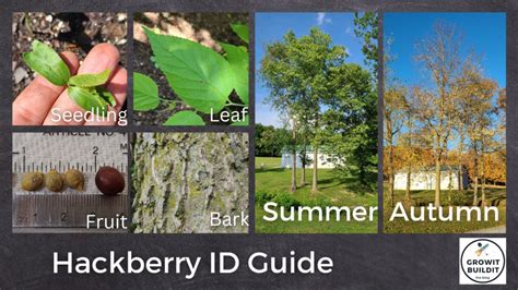 Image result for Hackberry Tree Uses