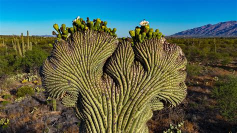 Crested Saguaro Cactus a Wonder of the Sonoran Desert