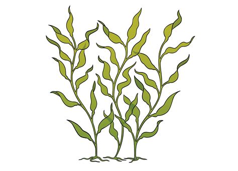 Kelp Drawing
