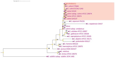Whole-Genome Sequencing of Staphylococcus cohnii Isolated from Healthy ...
