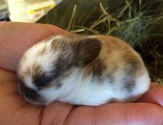Image result for 1 Week Old Baby Rabbit