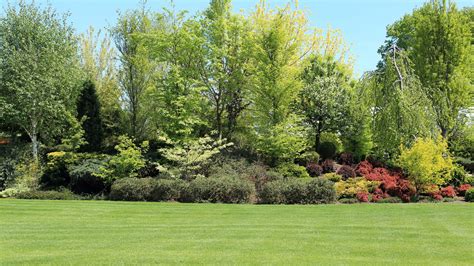 Tree Environment 的图像结果