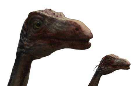 Compy 的图像结果