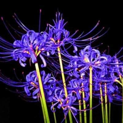 Bifast 50Pcs Lycoris Radiata Spider Lily Bulb Seeds - Blue India | Ubuy