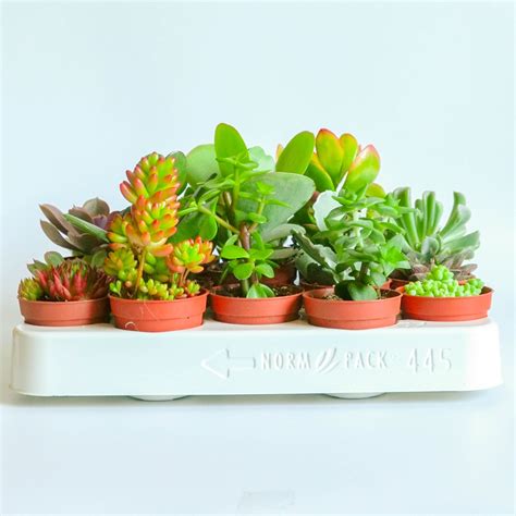 Live Mixed Succulent Plants Indoor Open Terrariums Wedding - Etsy UK