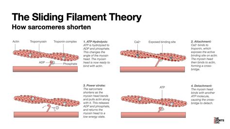Sliding Filament Theory 1. Draw The Diagram Of A Sarcomere Of Skeletal