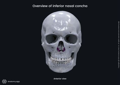 Inferior nasal concha | Anatomy.app