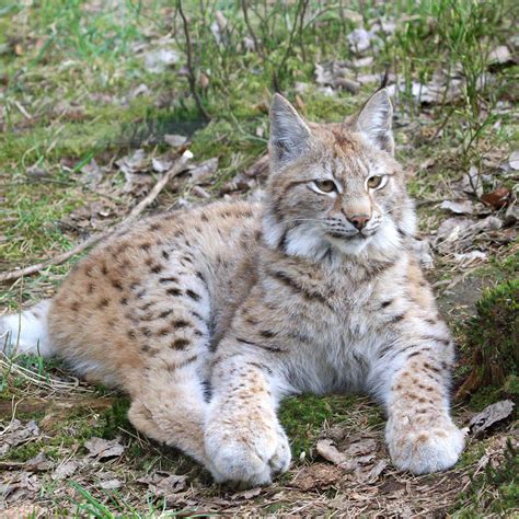 Dakota Zoo in Bismarck, ND (With Photos)