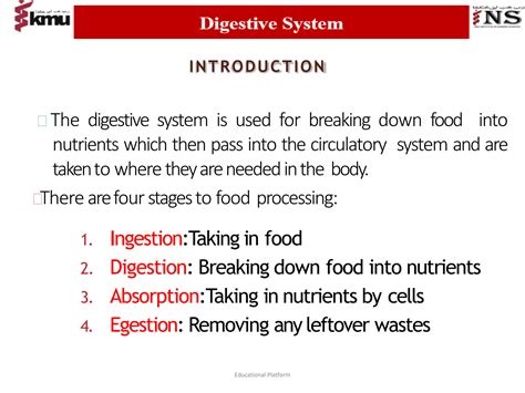 Digestive System Process Step by Step 的图像结果