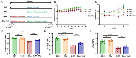 Taurine Attenuates Disuse Muscle Atrophy Through Modulation of the xCT ...