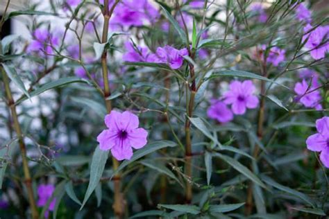 Mexican Petunia Plant - Purple -ruellia Brittoniana- 3 Rooted Plants - Etsy
