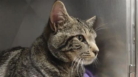 Berkshire Veterinary Hospital Patient Gallery | Vet Clinic In ...