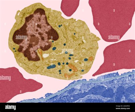Image result for Monocyte Electron Microscope