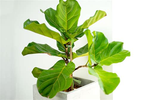 How To Grow Fiddle Leaf Ficus at Frances Pool blog