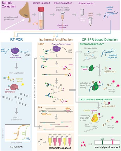Image result for Nucleic Acid Amplification Test Explained