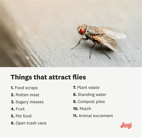 What Attracts Fruit Flies In House | Psoriasisguru.com